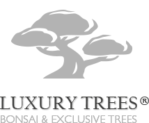 Luxury Trees